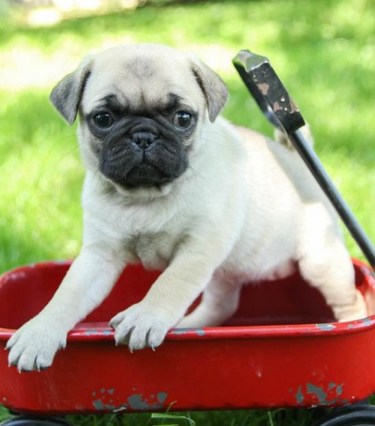 C.K.C MALE AND FEMALE PUG PUPPIES AVAILABLE Image eClassifieds4u