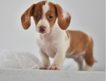 C.K.C MALE AND FEMALE DACHSHUND PUPPIES AVAILABLE Image eClassifieds4U