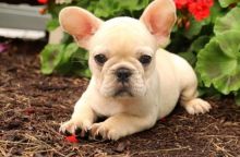 C.K.C MALE AND FEMALE FRENCH BULLDOG PUPPIES AVAILABLE Image eClassifieds4U