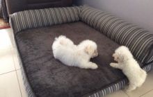 Bichon Frise Puppies Available