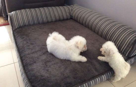 Bichon Frise Puppies Available Image eClassifieds4u