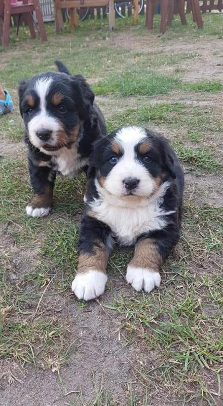 *quality Bernese Mountain Dog Puppies For Sale. Text ‪(323) 451-9584‬ for more info and new pics Image eClassifieds4u