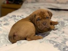 *only 3 Left*Dogue De Bordeaux Pups Text ‪(323) 451-9584‬ for more info and new pics..