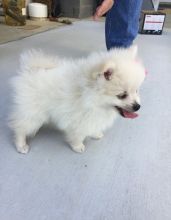Beautiful Adaptability Pomeranian puppies