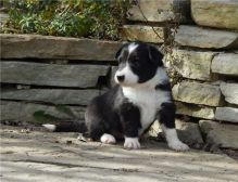 Beautifully marked, black & white border collies