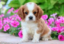 Cavalier King Charles Spaniel puppies