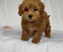 CAVAPOO PUPPIES Great with kids.