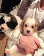 Cute Cavapoo Puppies Available