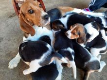 For Sale :*Beautiful Beagle Puppies Quality Text ‪(323) 451-9584‬ for more info and new pics..