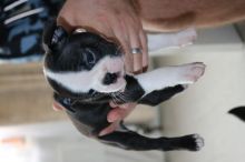 For Sale :*Beautiful Boston Terriers Pups. Text ‪(323) 451-9584‬ for more info and new pics..