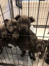 For Sale : Blue CKc Staffordshire Bull Terrier Pups with high Quality Text ‪(323) 451-9584‬ for 
