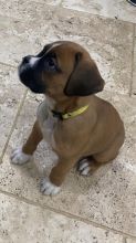For Sale :*CKc Registered Boxer Pups Text ‪(323) 451-9584‬ for more info and new pics..