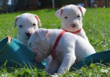 For Sale :cKc Registered Dogo Argentino Puppies with high Quality Text ‪(323) 451-9584‬ for more