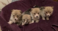 For Sale :*CKc Registered Pembrokeshire Corgi Pups Quality Text ‪(323) 451-9584‬ for more info a