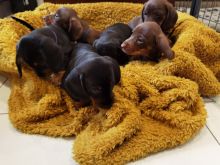 For Sale :*Dachshund Puppies Ready Now Text ‪(323) 451-9584‬ for more info and new pics..