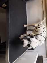 For Sale :*Dalmation Needs New Home Pupps Text ‪(323) 451-9584‬ for more info and new pics..