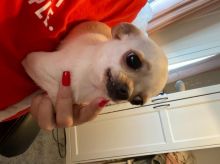 For Sale :*Gorgeous Chihuahua Puppies Text ‪(323) 451-9584‬ for more info and new pics..