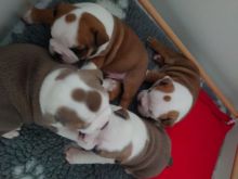 For Sale :*Outstanding Litter Bulldog Text ‪(323) 451-9584‬ for more info and new pics..