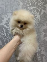 For Sale :*Purebred Pomeranian Male And Female Available Quality Text ‪(323) 451-9584‬ for more 