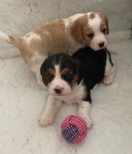 For Sale :***ready Now** Beautiful Quality Cavalier Pups. Text ‪(323) 451-9584‬ for more info an