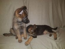 For Sale :*Ready Now Quality German Shepherd Puppies Text ‪(323) 451-9584‬ for more info and new