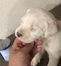 For Sale :Stunning Litter Dogo Argentino Puppies with high Quality Text ‪(323) 451-9584‬ for mor