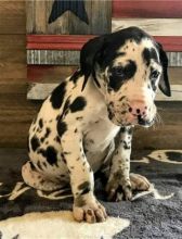 Healthy Great Dane Puppies For Sale.