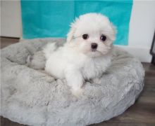 Maltese puppies for adoption,