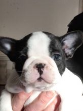 Quality French bulldog Puppies for sale.