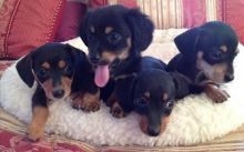 Standard and Miniature Dachshund puppies