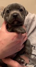 Staffordshire Bull Terrier For Sale with high Quality Text ‪(323) 451-9584‬ for more info and ne