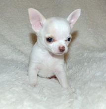 Teacup Chihuahua puppies Both male and female