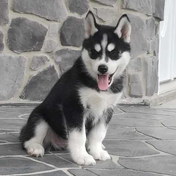 2 husky pups 1 male with blue eyes 1 female Image eClassifieds4u