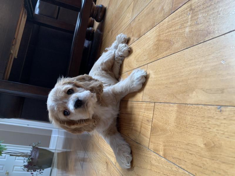 apoo Puppy Image eClassifieds4u