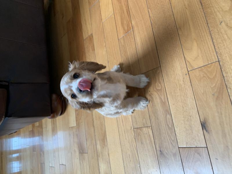 apoo Puppy Image eClassifieds4u