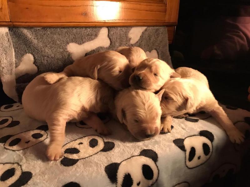 For Sale :*Adorable Golden Retriever Quality Text ‪(323) 451-9584‬ for more info and new pics.. Image eClassifieds4u