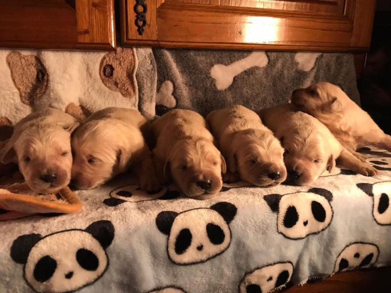 For Sale :*Adorable Golden Retriever Quality Text ‪(323) 451-9584‬ for more info and new pics.. Image eClassifieds4u