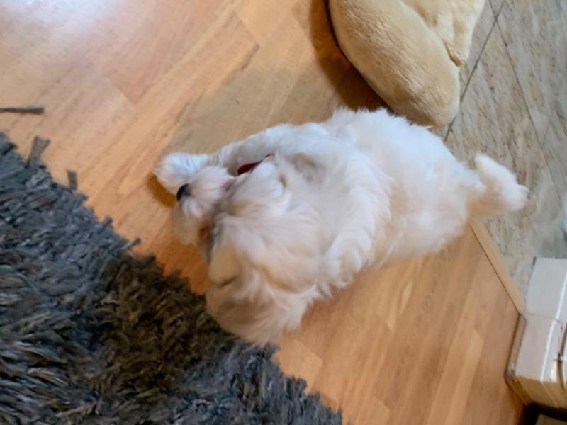 For Sale :*Adorable Litter Of Bichon Frise Pups. Text ‪(323) 451-9584‬ for more info and new pic Image eClassifieds4u