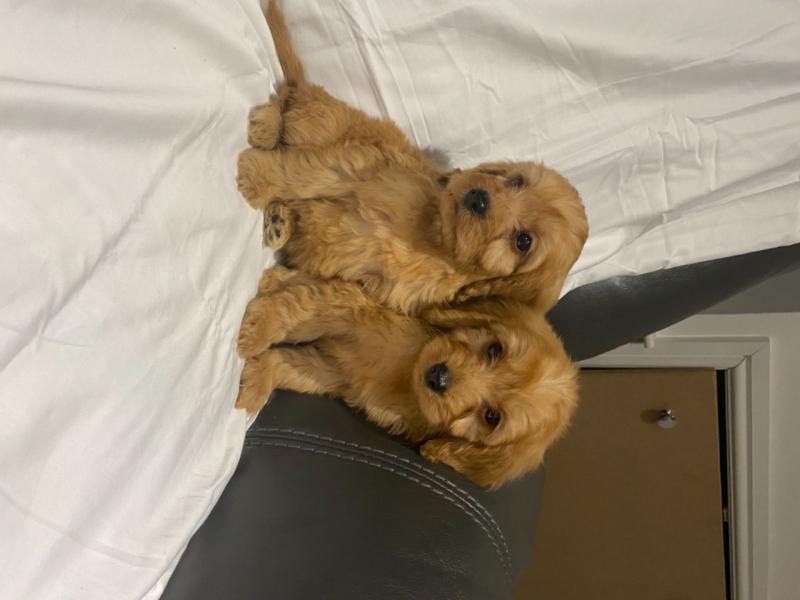For Sale :*apoo F1 Pups Health Checked Puppies Text ‪(323) 451-9584‬ for more info and new pics. Image eClassifieds4u