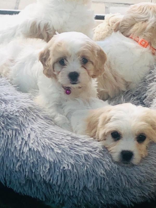 For Sale :*Beautiful Cavachon Litter!!! Pups. Text ‪(323) 451-9584‬ for more info and new pics.. Image eClassifieds4u