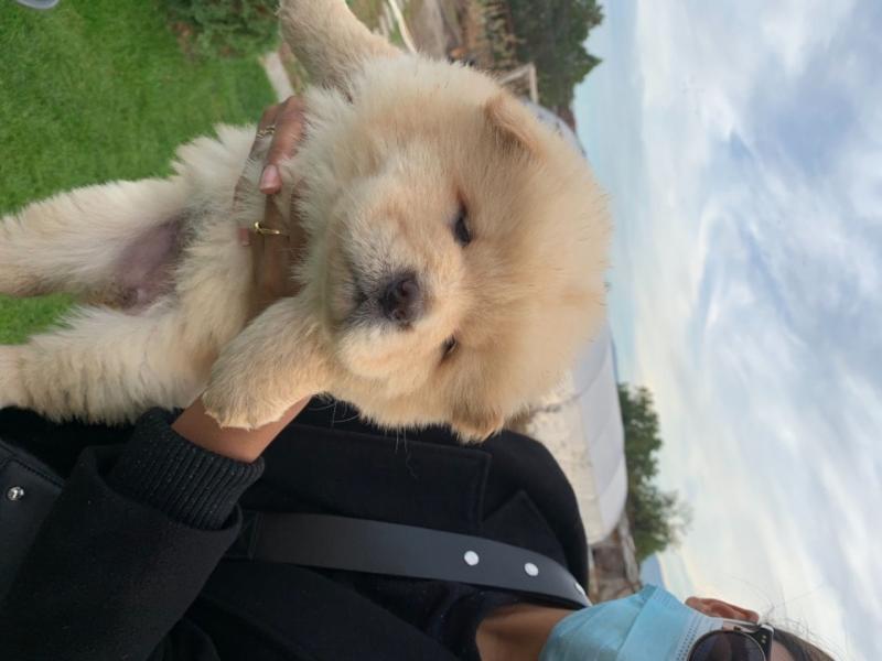 For Sale :*Beautiful Chow Chow Puppies Text ‪(323) 451-9584‬ for more info and new pics.. Image eClassifieds4u
