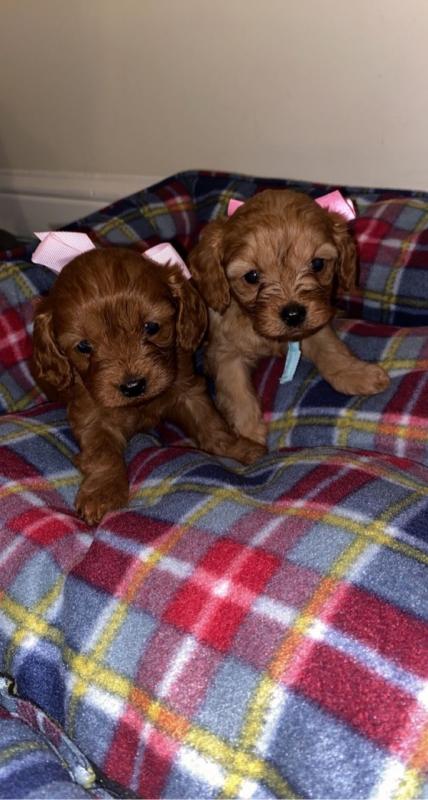 For Sale :*Beautiful Toy Cavapo Puppies Text ‪(323) 451-9584‬ for more info and new pics.. Image eClassifieds4u