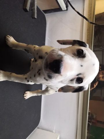 For Sale :*Dalmation Needs New Home Pupps Text ‪(323) 451-9584‬ for more info and new pics.. Image eClassifieds4u