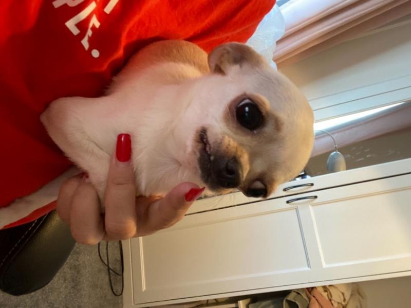 For Sale :*Gorgeous Chihuahua Puppies Text ‪(323) 451-9584‬ for more info and new pics.. Image eClassifieds4u