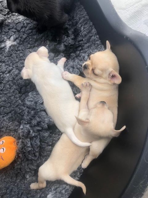 For Sale :*Gorgeous Chihuahua Puppies Text ‪(323) 451-9584‬ for more info and new pics.. Image eClassifieds4u