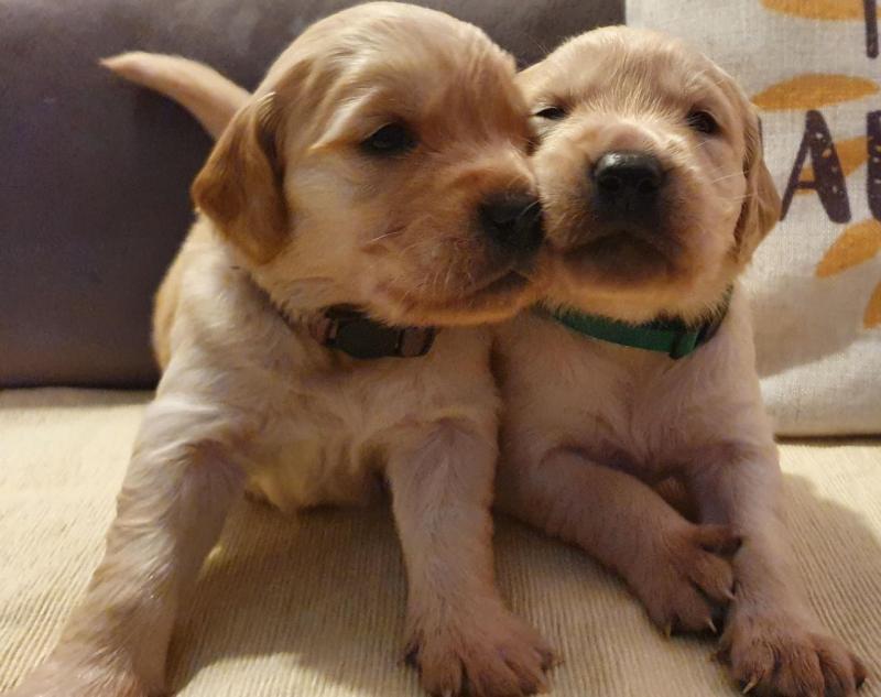 For Sale :*Gorgeous Golden Retrievers Quality Text ‪(323) 451-9584‬ for more info and new pics.. Image eClassifieds4u