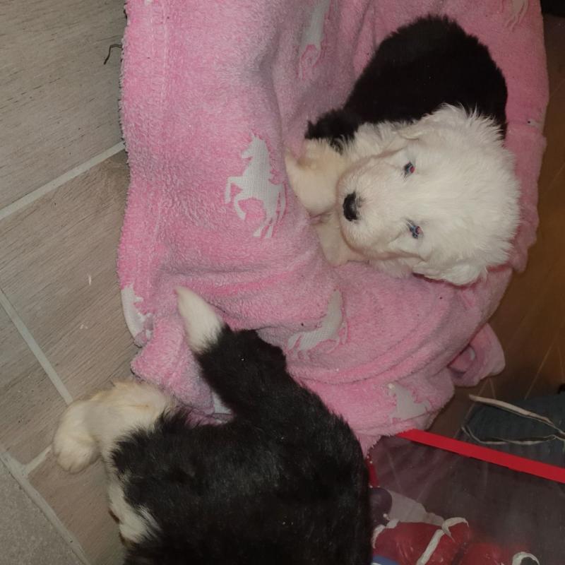 For Sale :*Old English Sheepdog Pups Quality Text ‪(323) 451-9584‬ for more info and new pics.. Image eClassifieds4u
