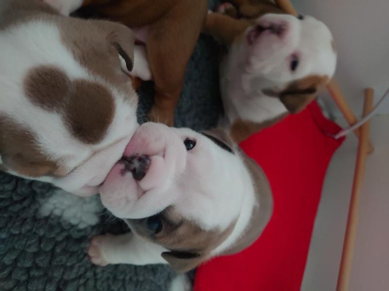 For Sale :*Outstanding Litter Bulldog Text ‪(323) 451-9584‬ for more info and new pics.. Image eClassifieds4u