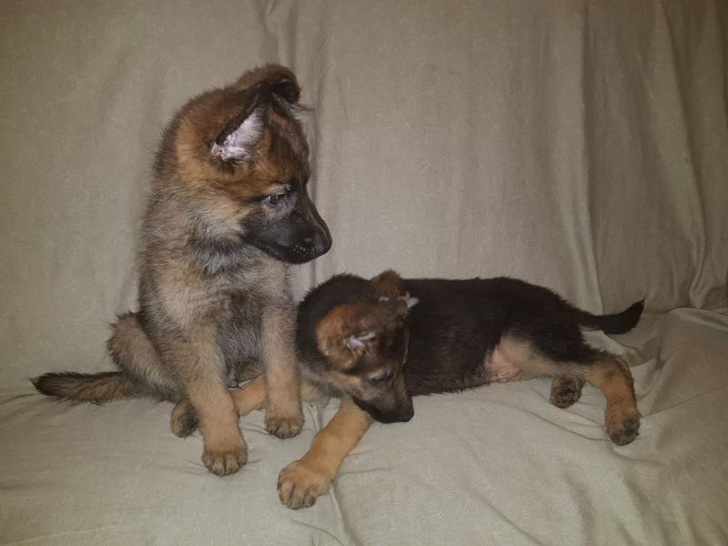 For Sale :*Ready Now Quality German Shepherd Puppies Text ‪(323) 451-9584‬ for more info and new Image eClassifieds4u