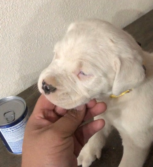 For Sale :Stunning Litter Dogo Argentino Puppies with high Quality Text ‪(323) 451-9584‬ for mor Image eClassifieds4u